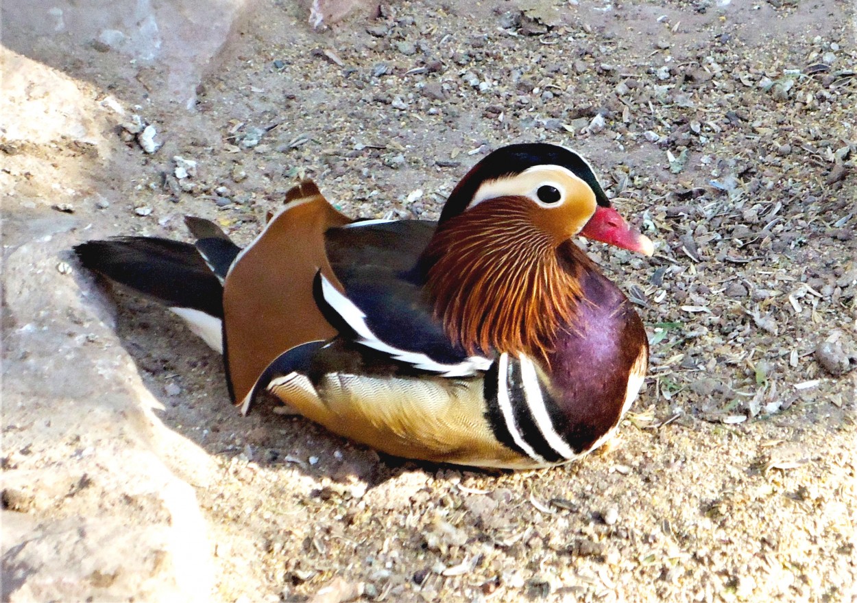 Un pato de colores