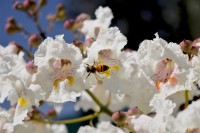 Polinizando la flor de la catalpa