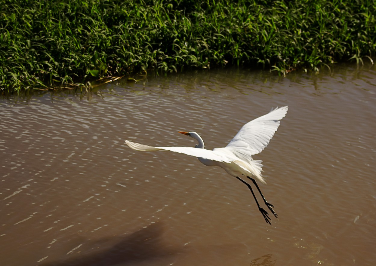 Garza en vuelo bajo