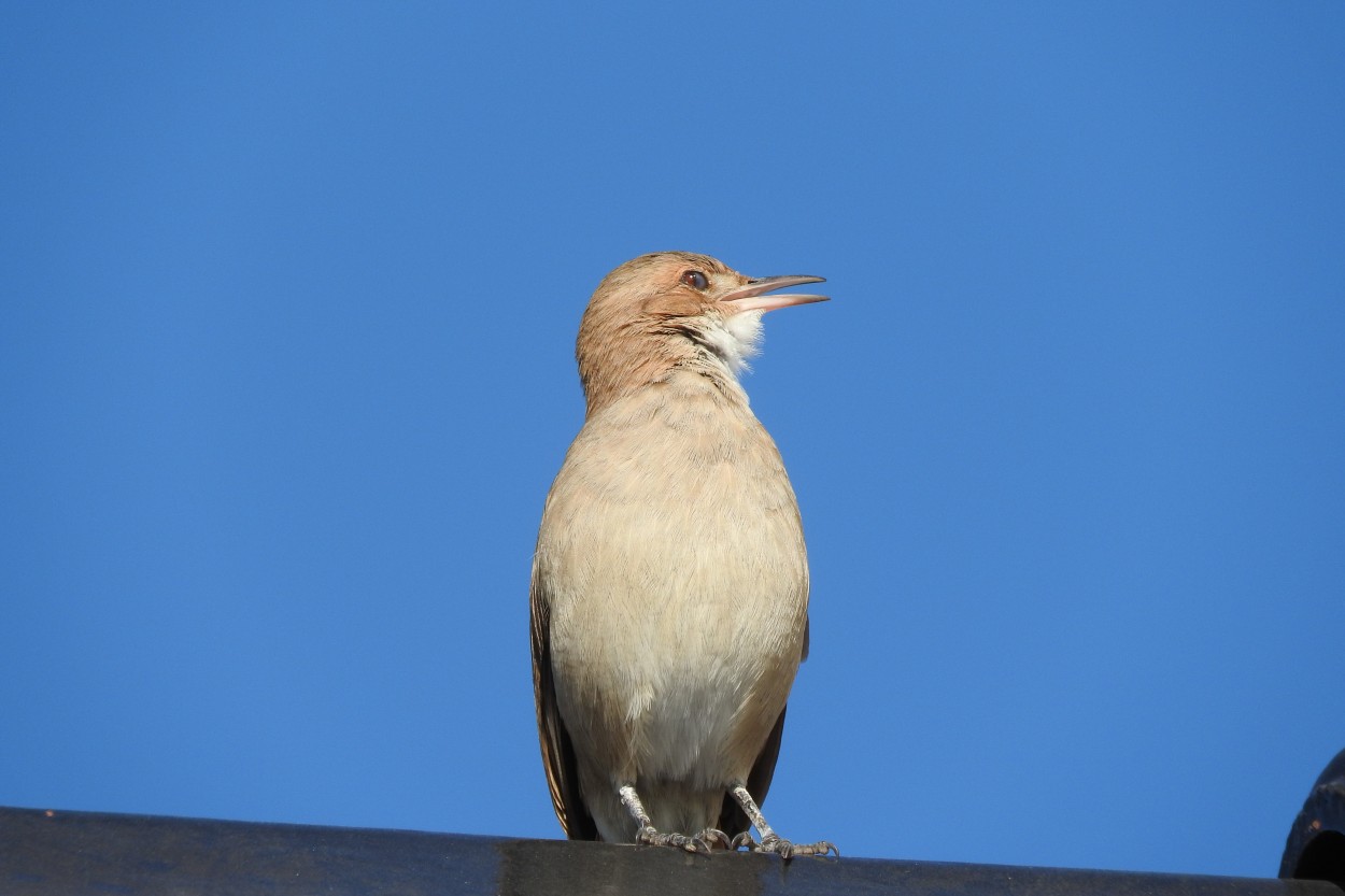 Canto matutino