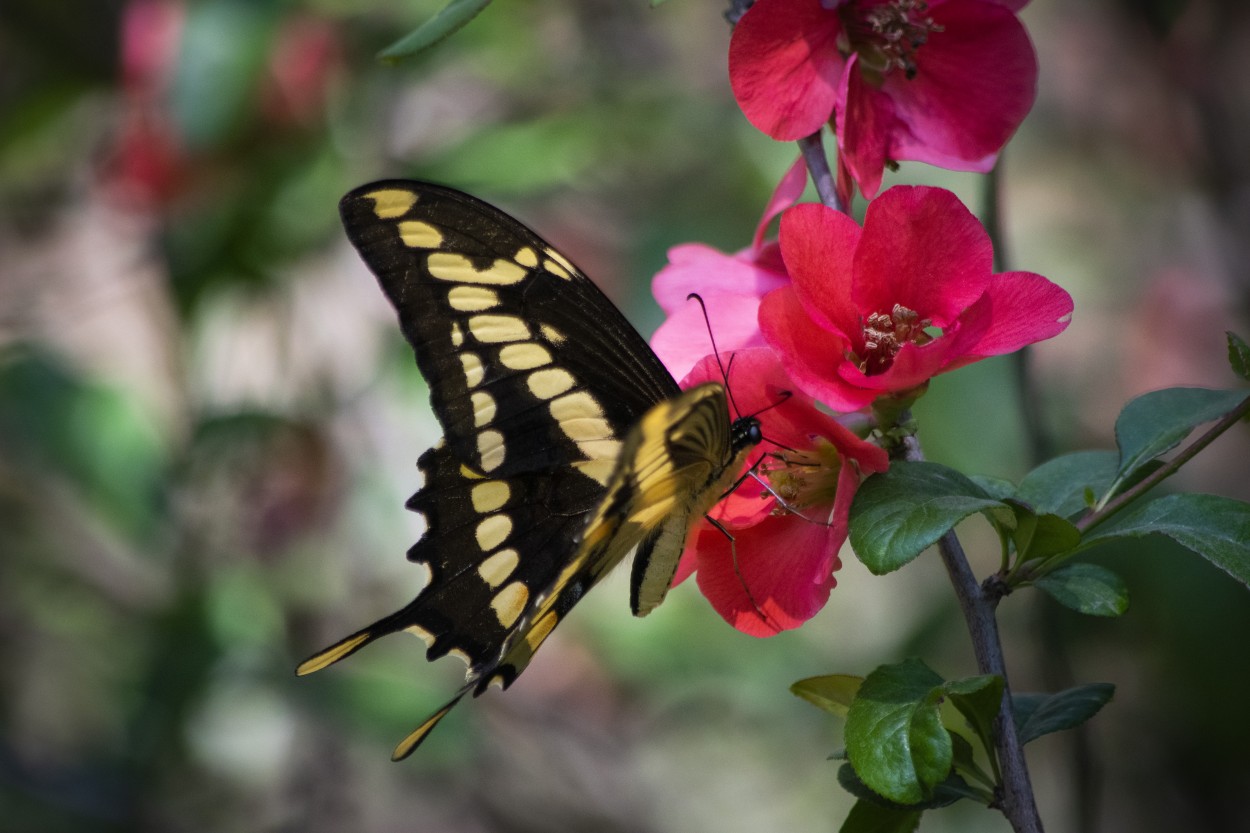 Papilio