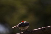 cardenal