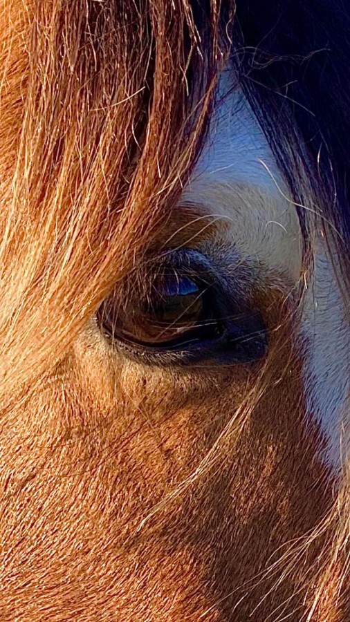 ojos de caramelo