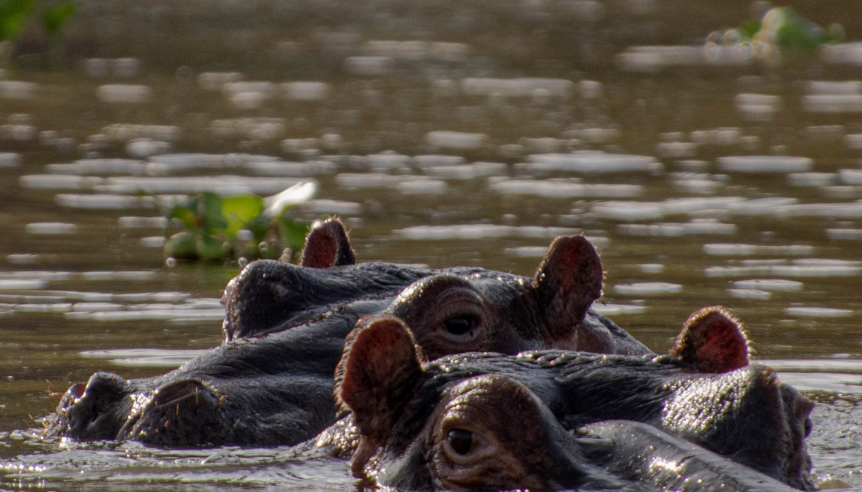 Nakuru Lake