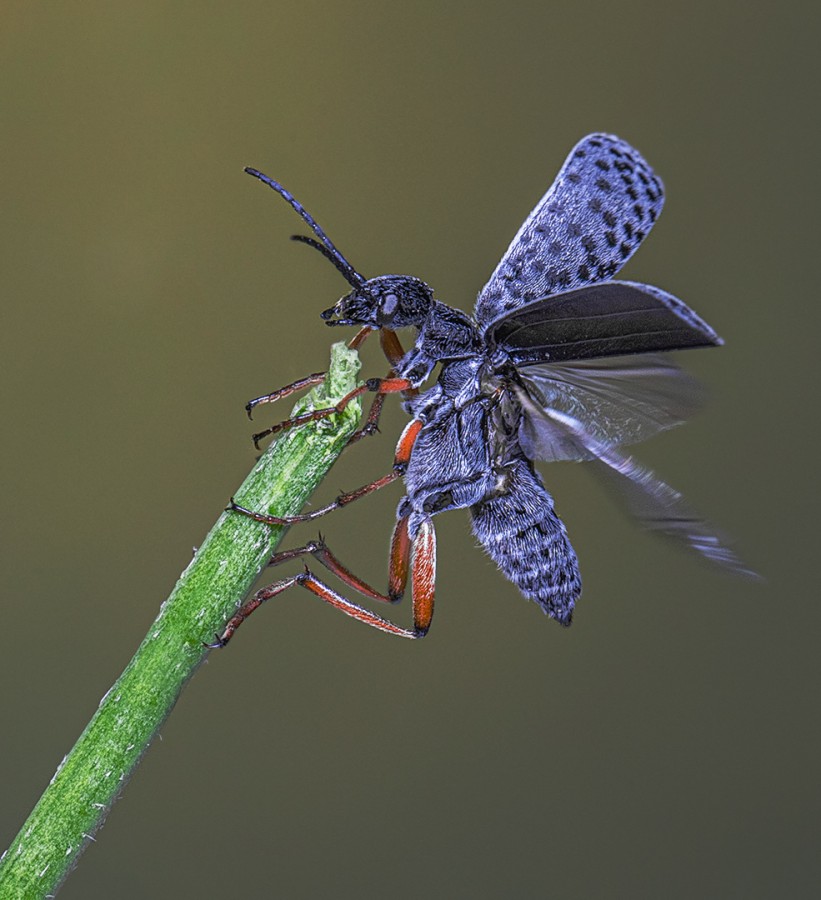 EL VUELO