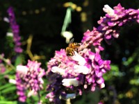 Abeja