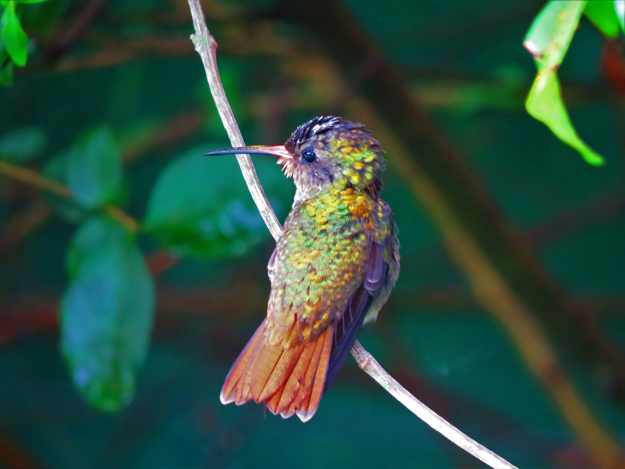 Colibri Bronceado