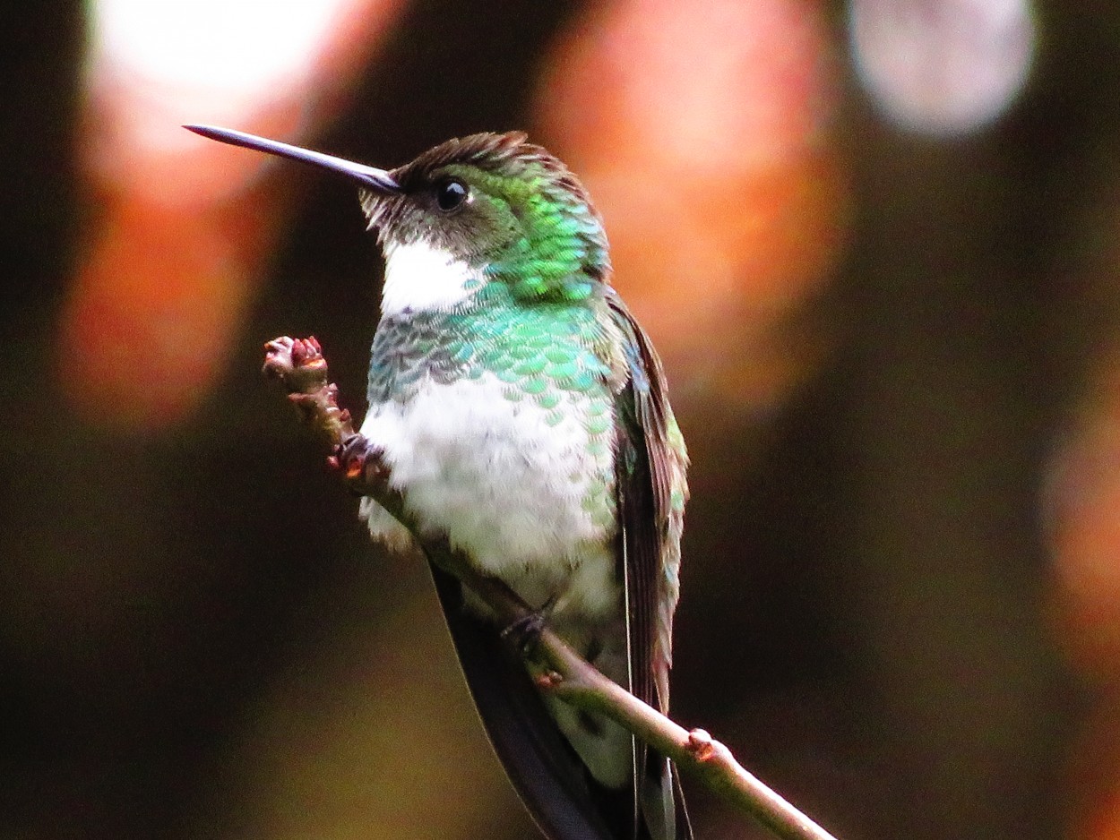 Colibri Garganta Blanca