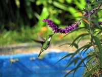 Colibri Garganta Blanca en vuelo