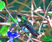 Colibri en pose