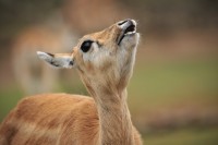 El llamado de la selva