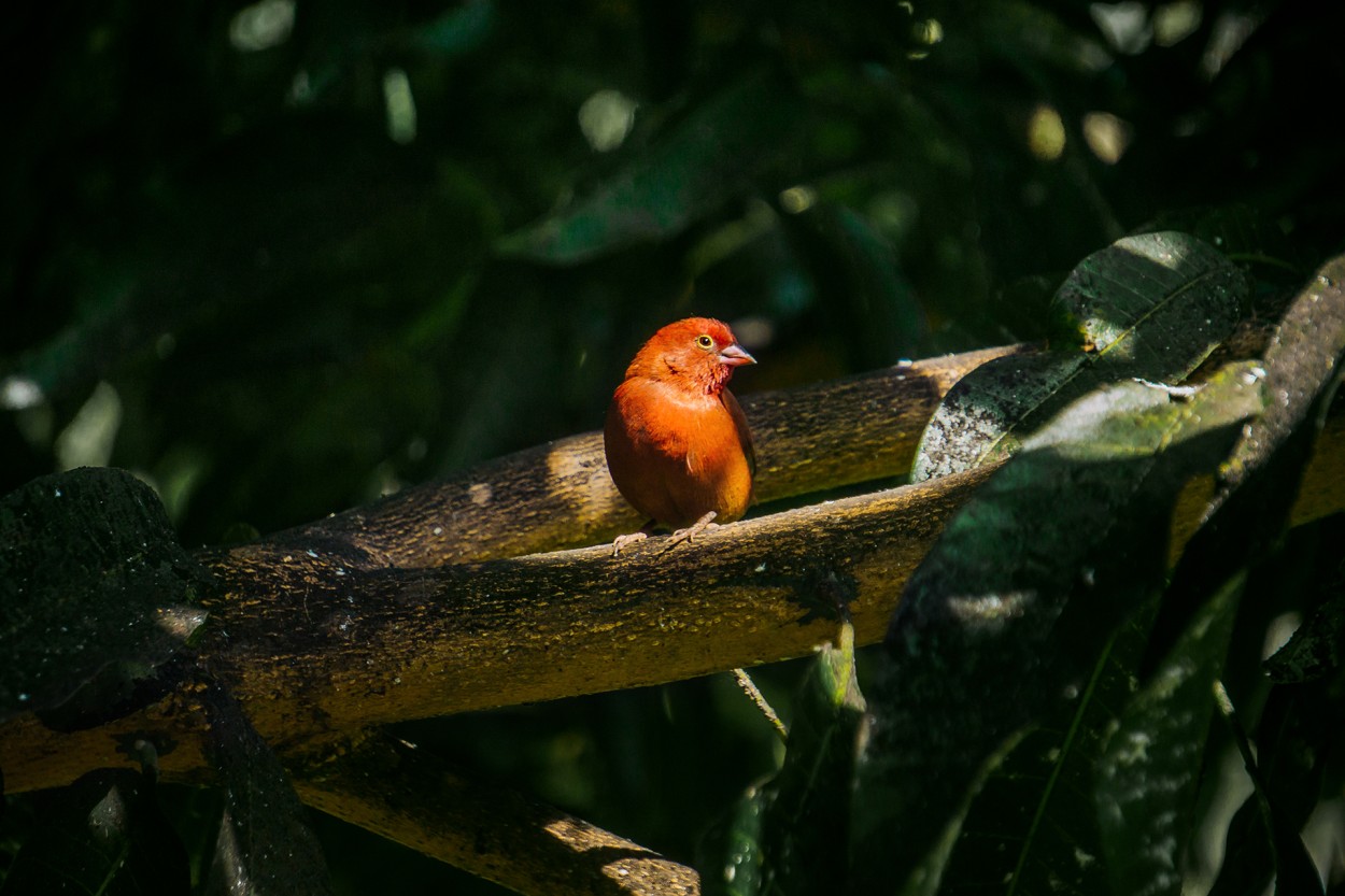 Amaranta Senegalesa