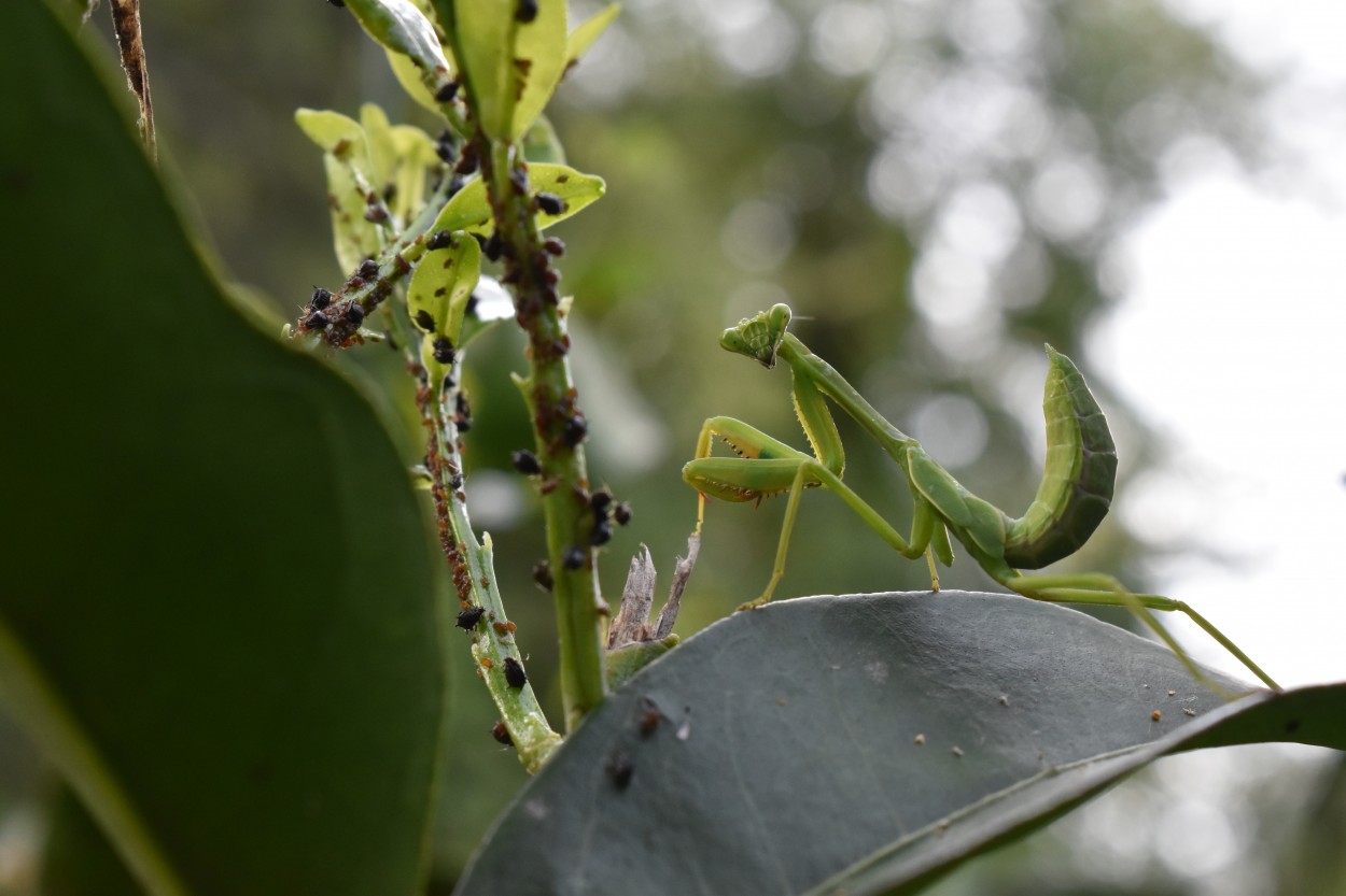 mantis religiosa