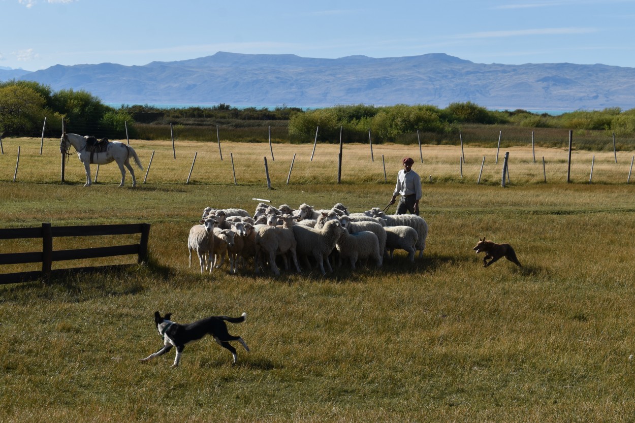 Calafate