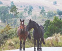 Mi reino por un caballo