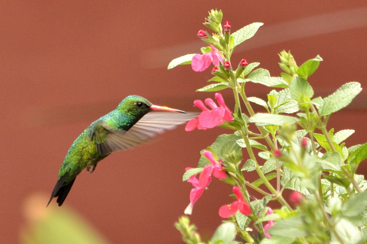 Besar la flor