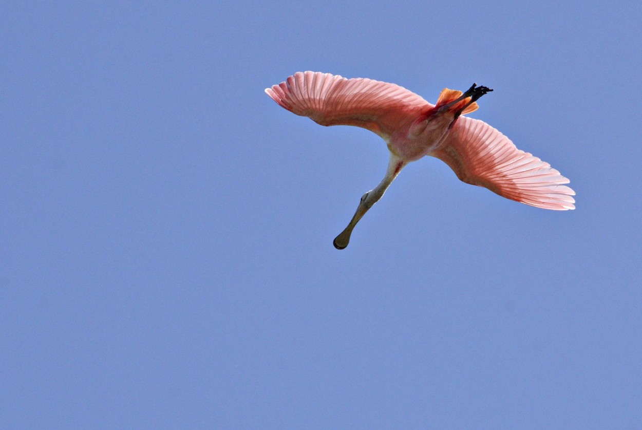 Planeo rosado