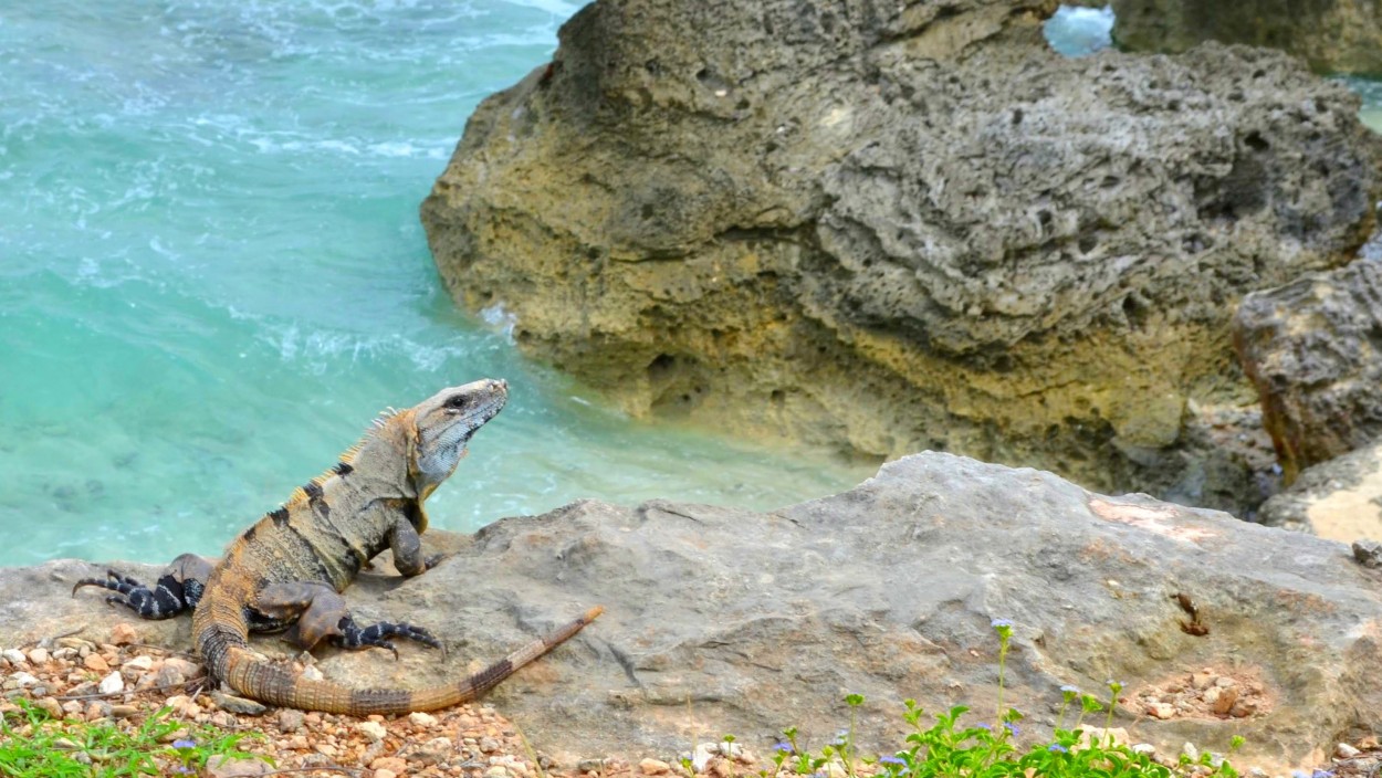 LA IGUANA Y EL MAR