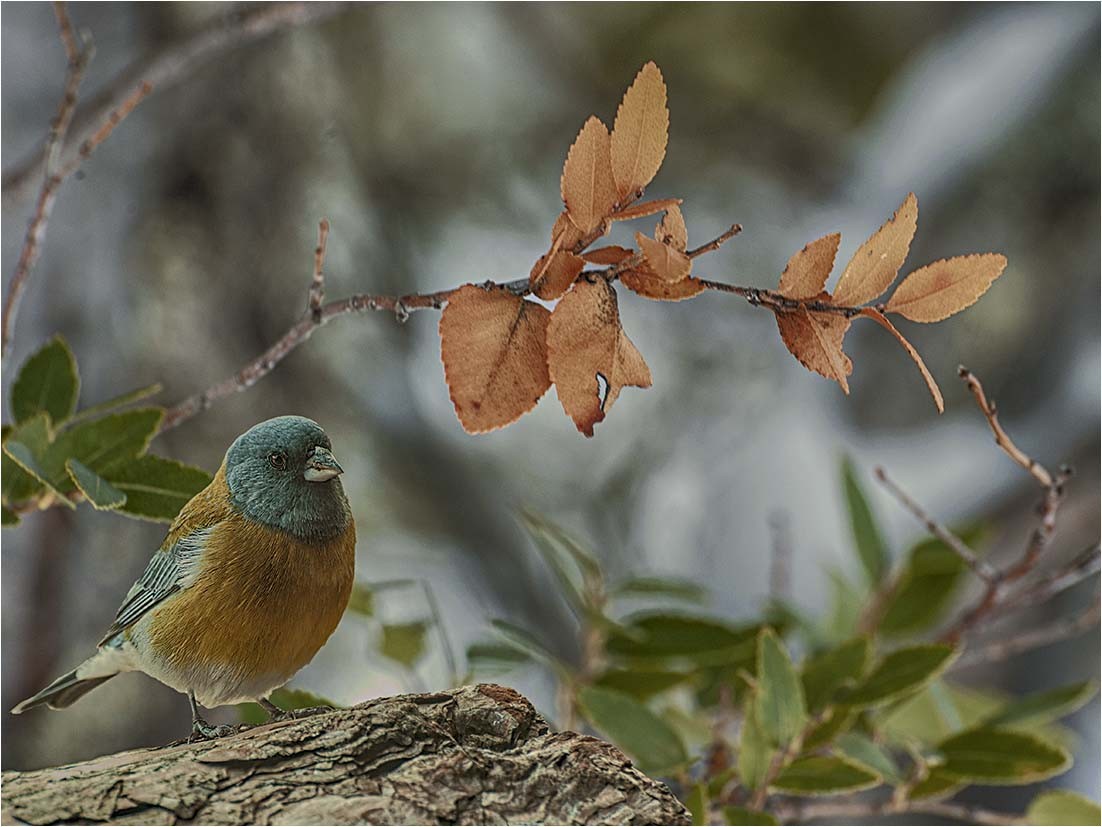 Pajarillo con hojas