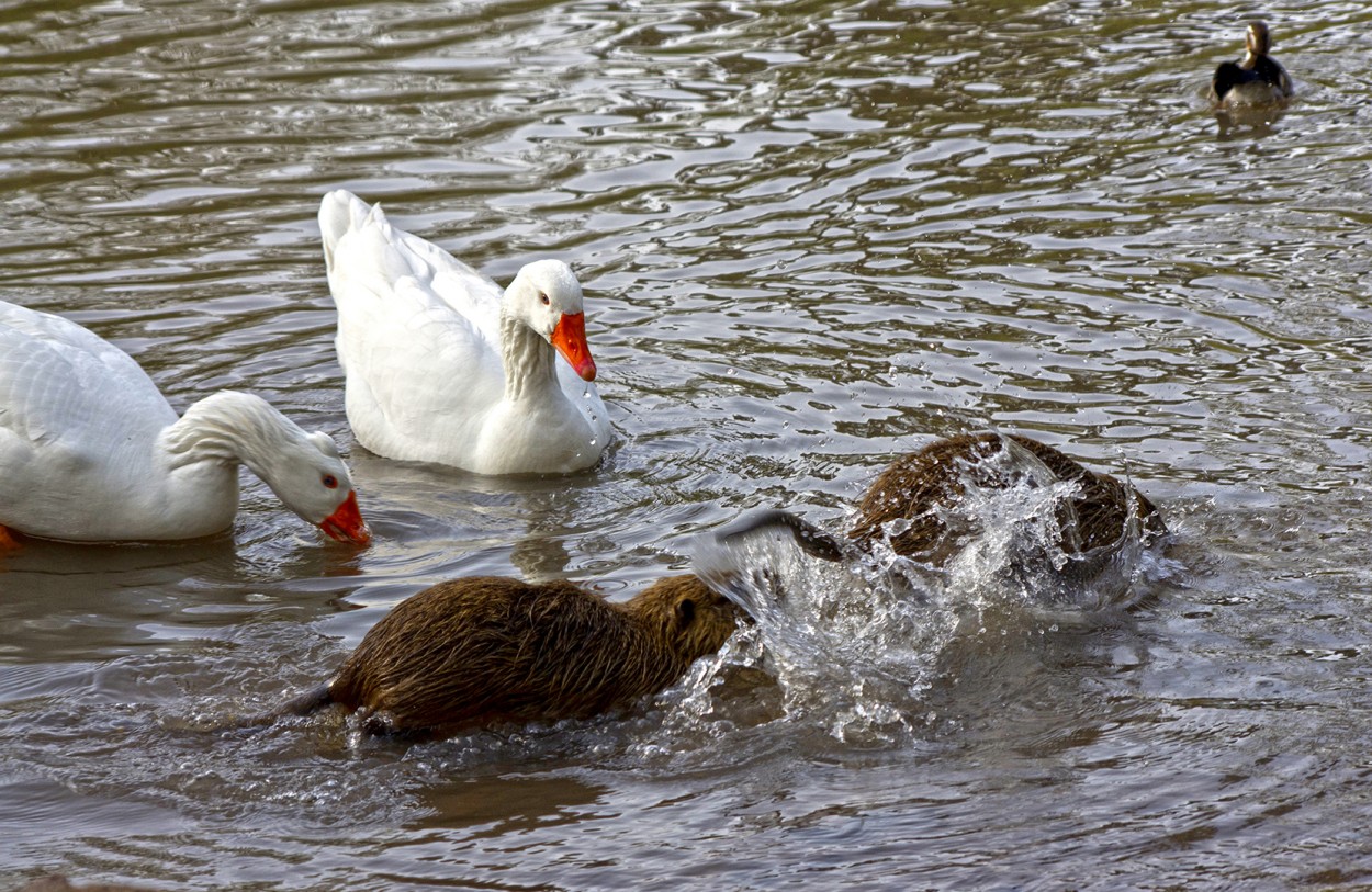 Persecucin en el lago