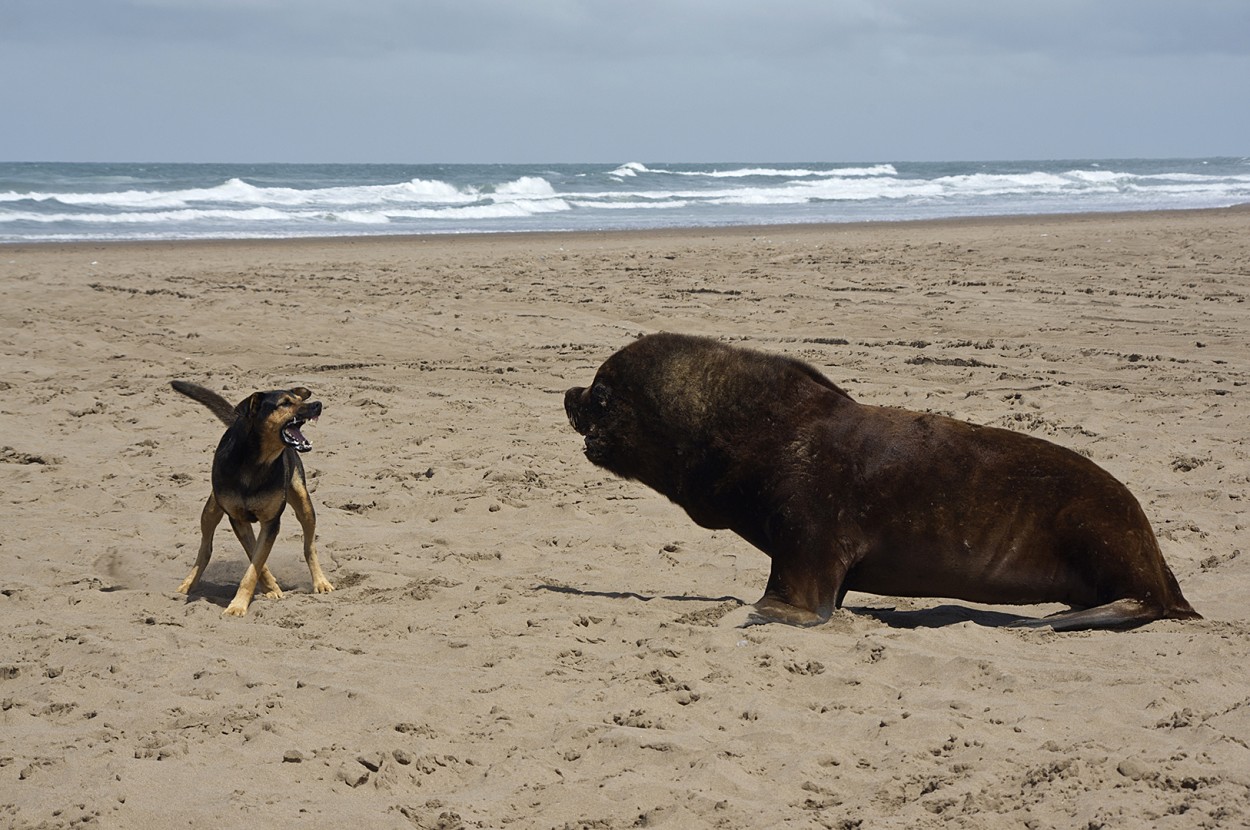 Disputa en la playa