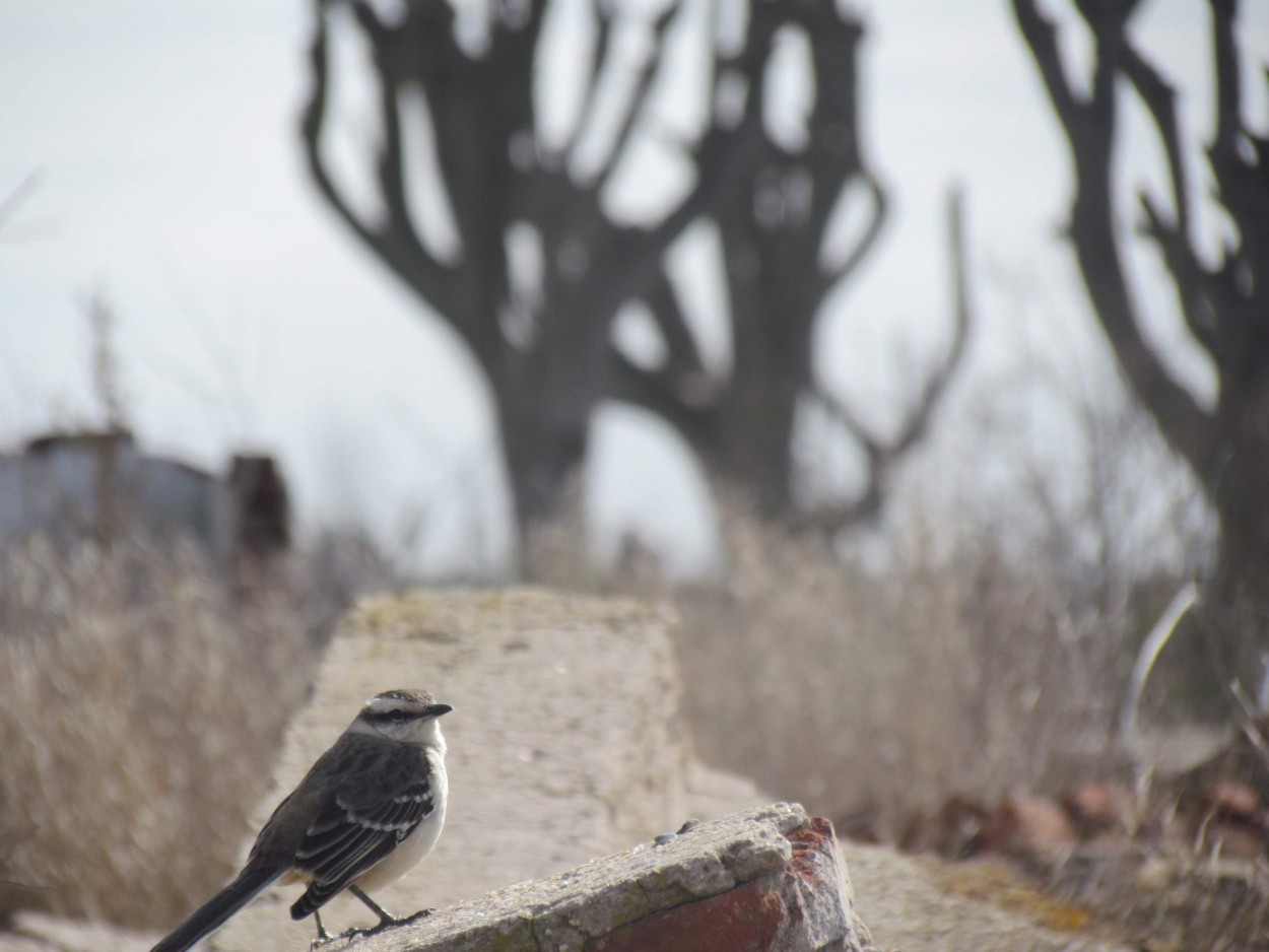 El guardin de Epecuen