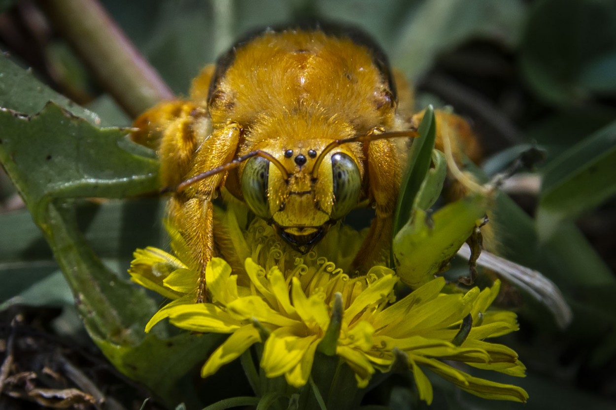 La Mirada