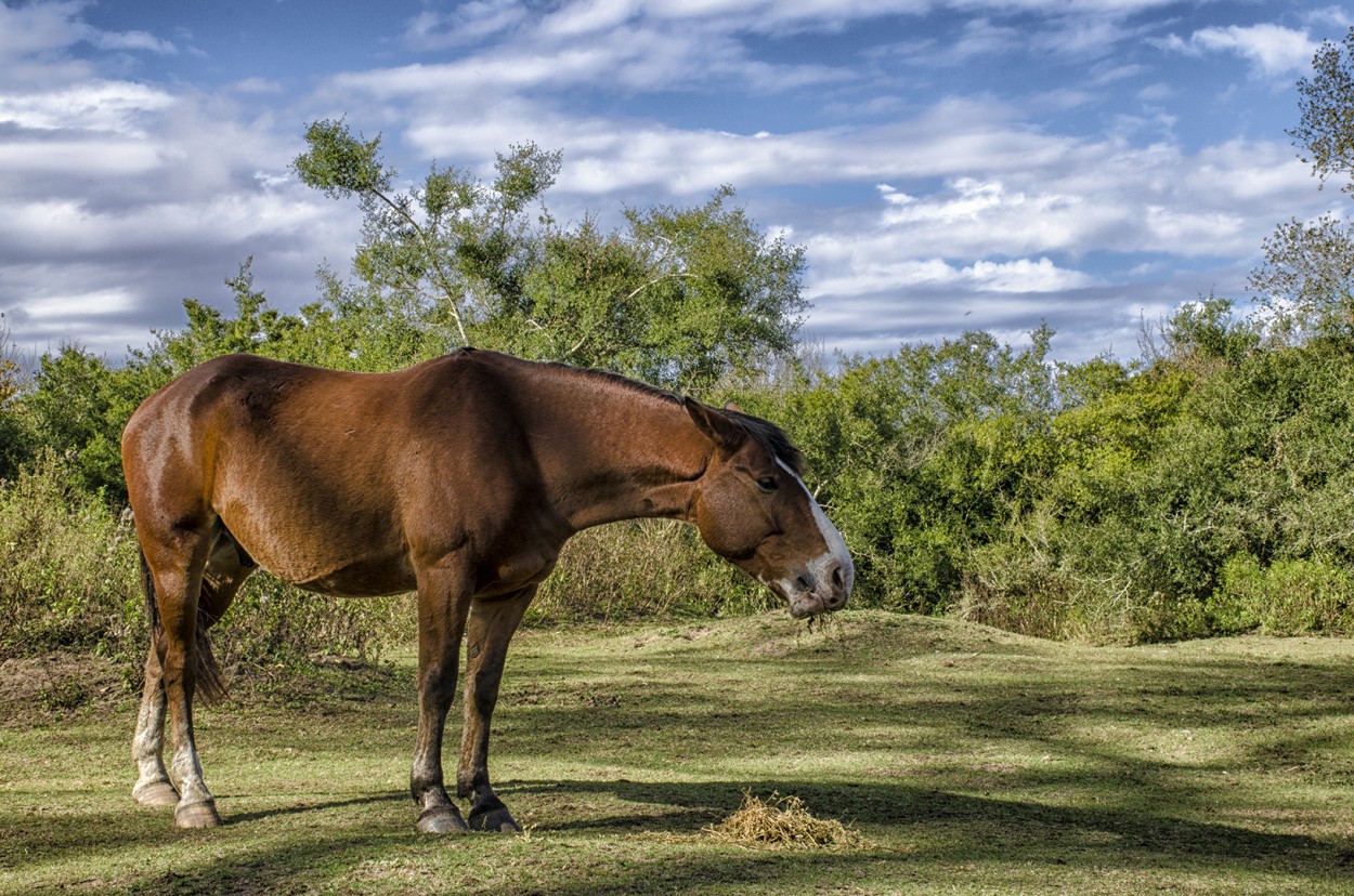 Caballo