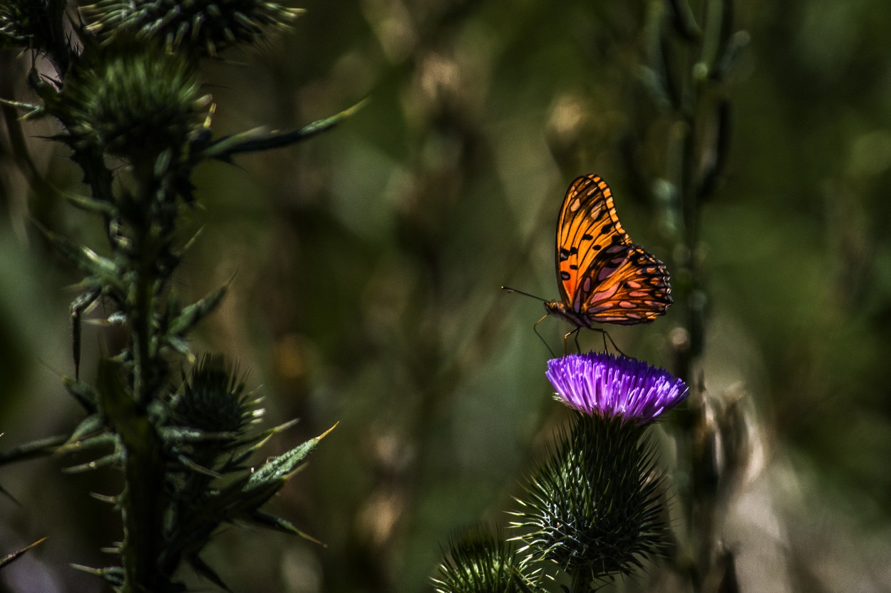 Cardo y Mariposa