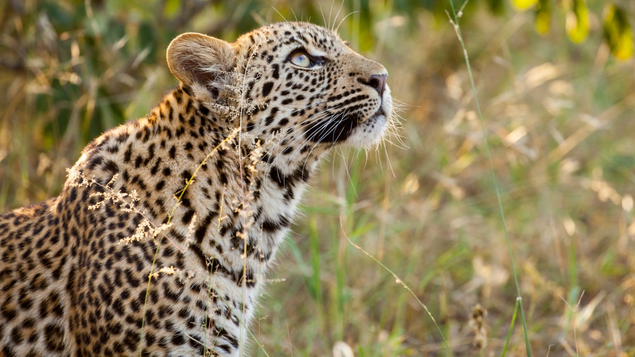 Mirada atenta