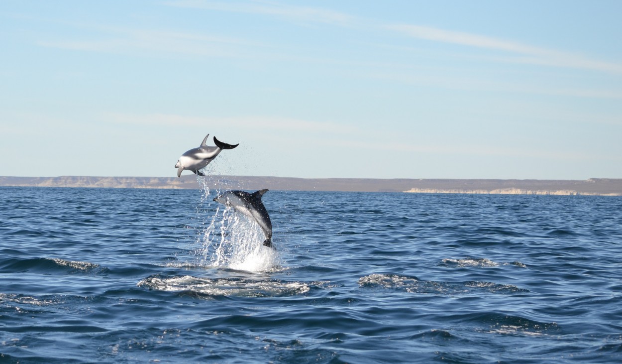 Delfin oscuro