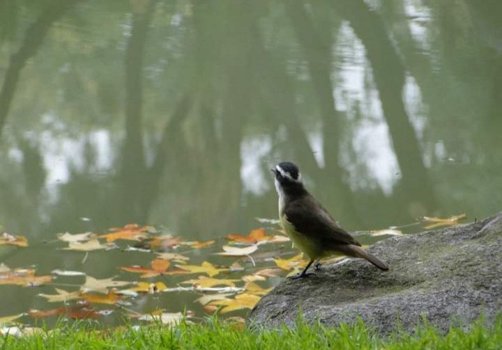 Pajaro observando