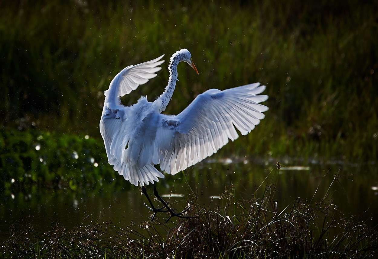 Garza