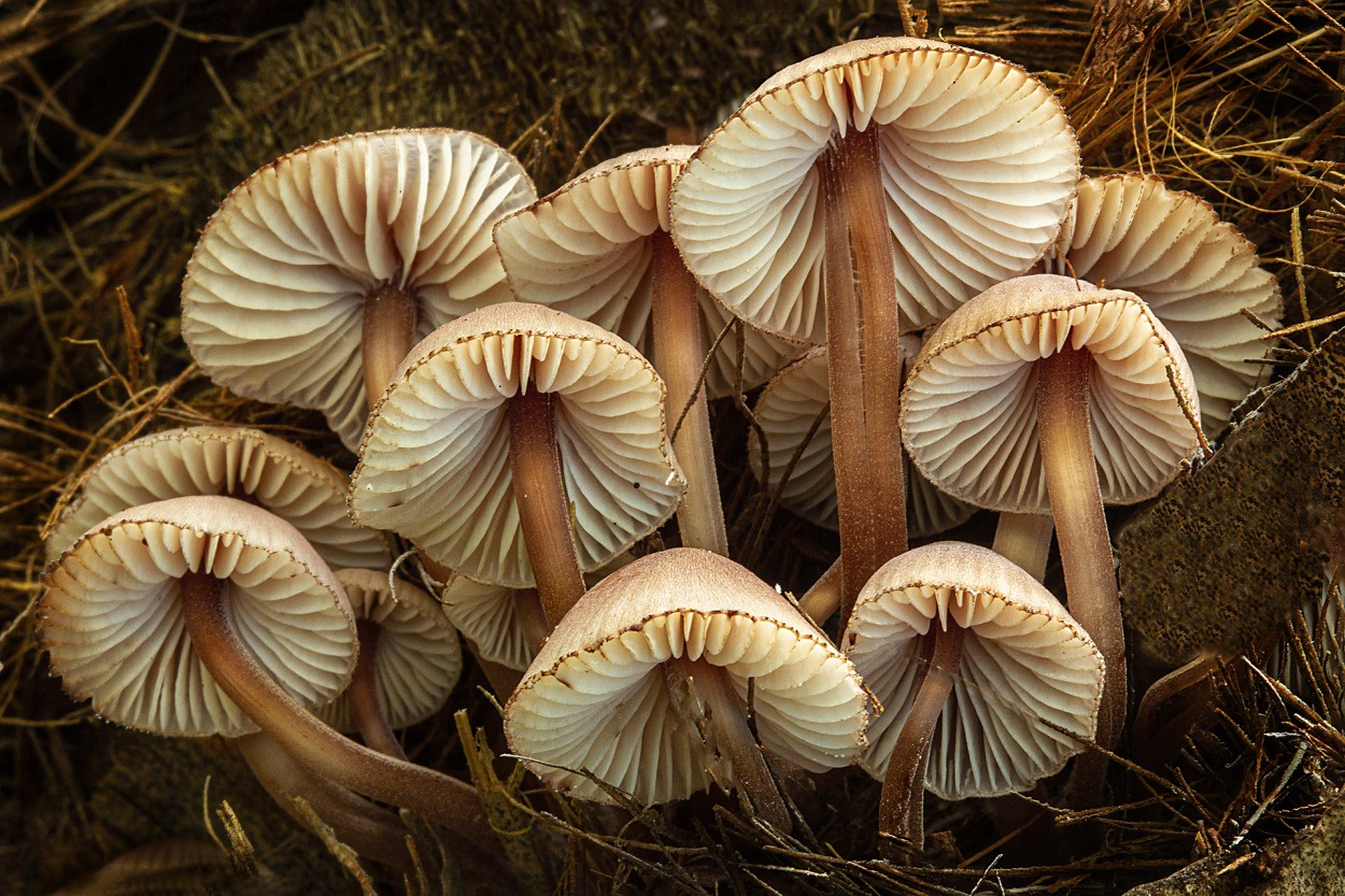 Amanita