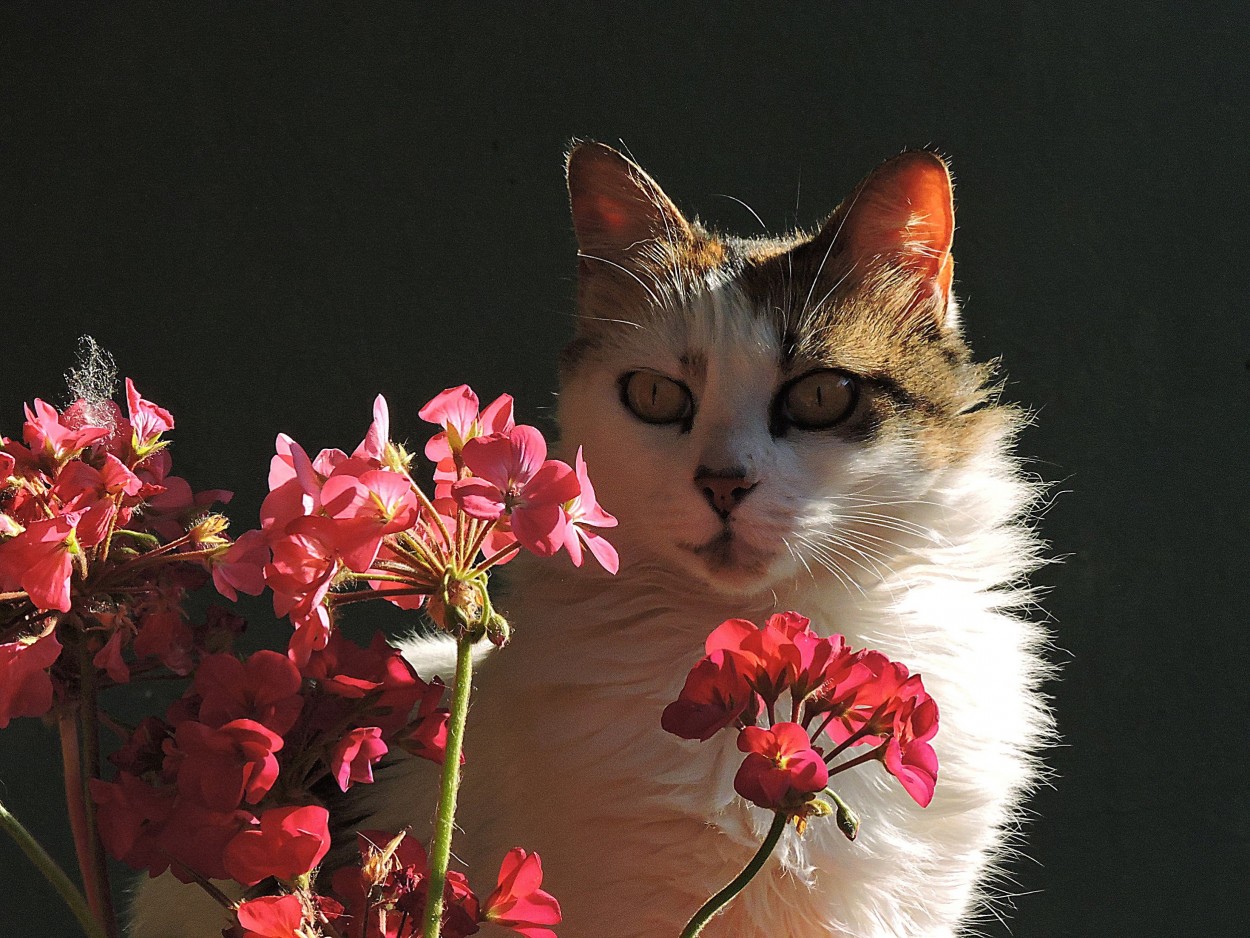 Entre flores