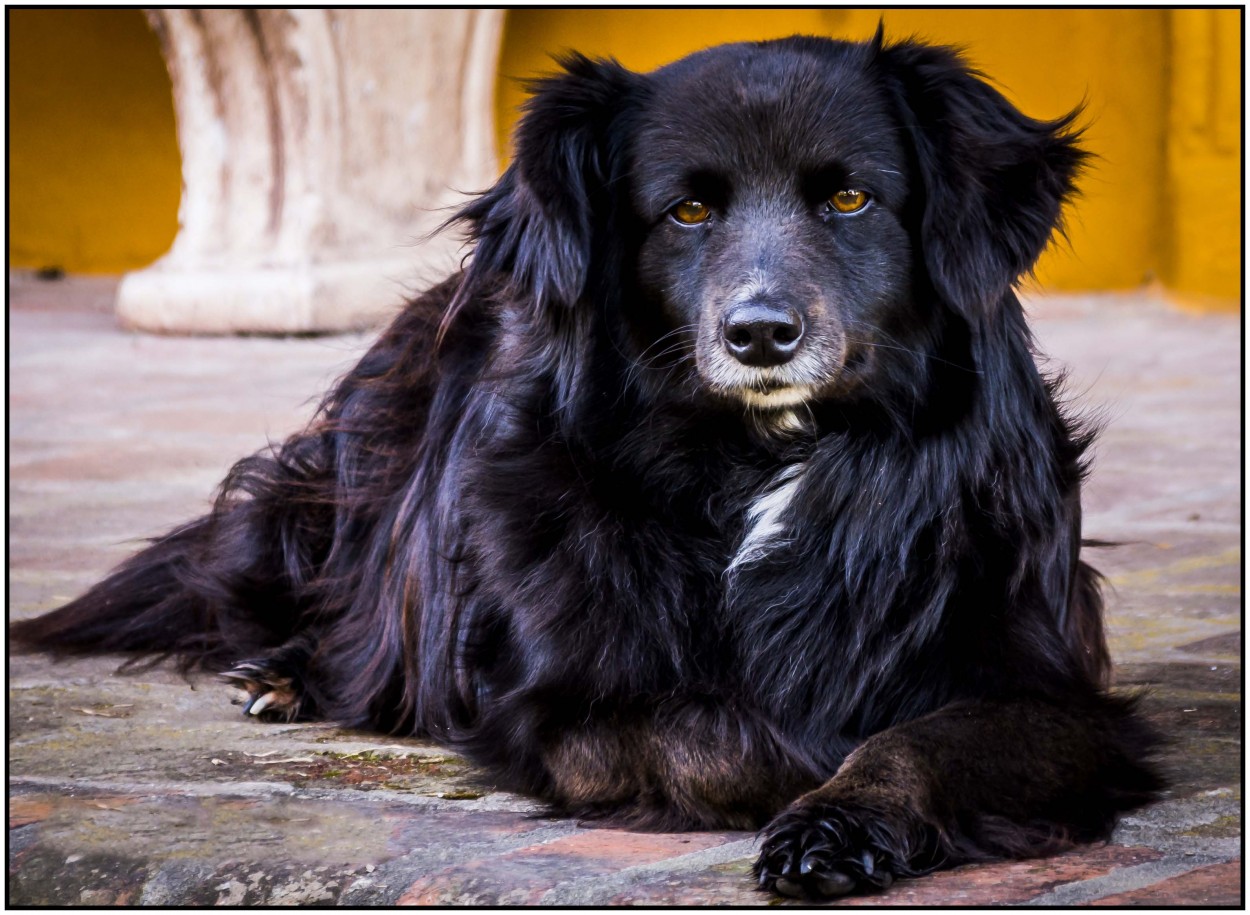 Amigo incondicional