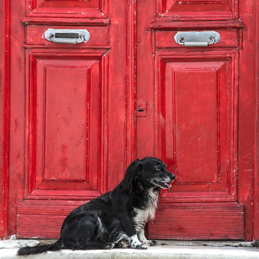 Dog in red