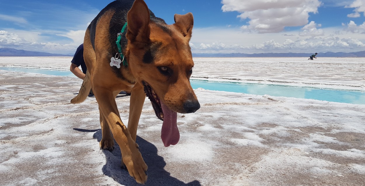 Tinto en Las Salinas