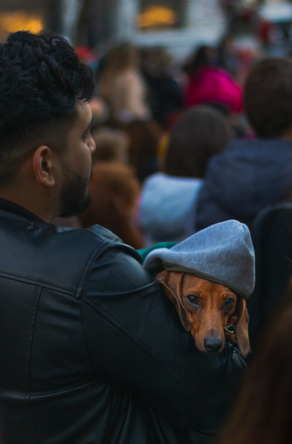 Mascota de paseo