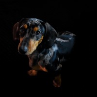 Dachshund in the dark