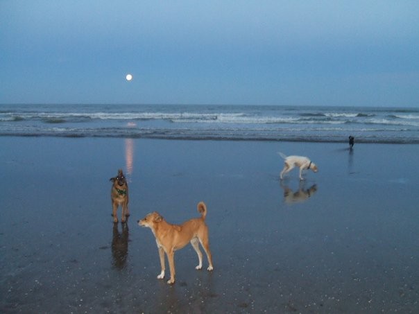 (conociendo la playa.