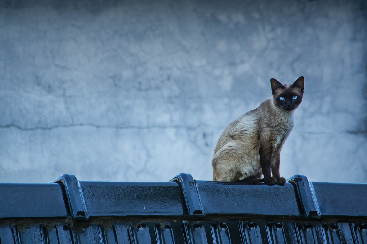 Gato en techo