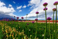 Campo de Tulipanes