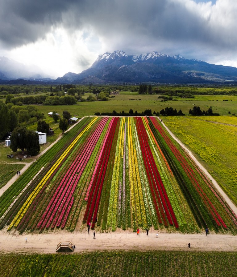 Campo de tulipanes desde el aire