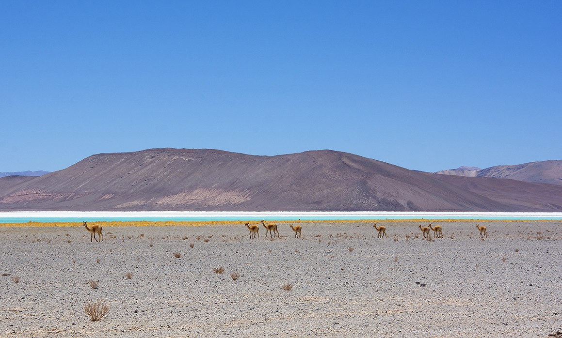 la salina litio