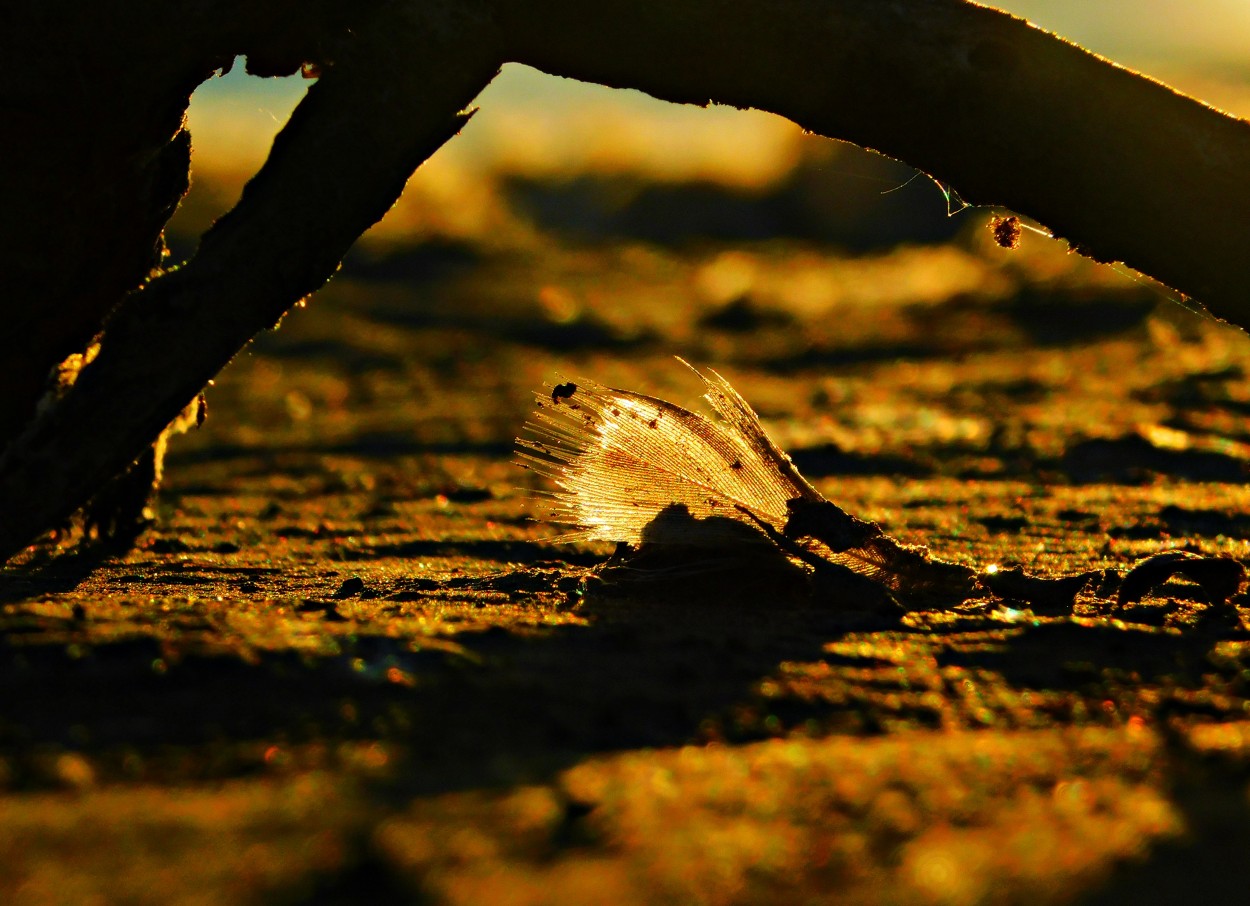 Pluma de sol