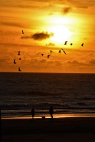 Gaviotas al Vuelo