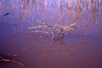 REFLEJOS EN EL RIO