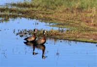 patos en el charco