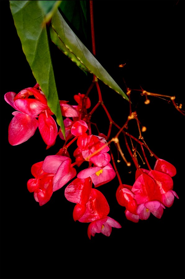 FLOR DE LA BEGONIA...